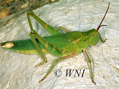 Green Fool Grasshopper (Acrolophitus hirtipes)